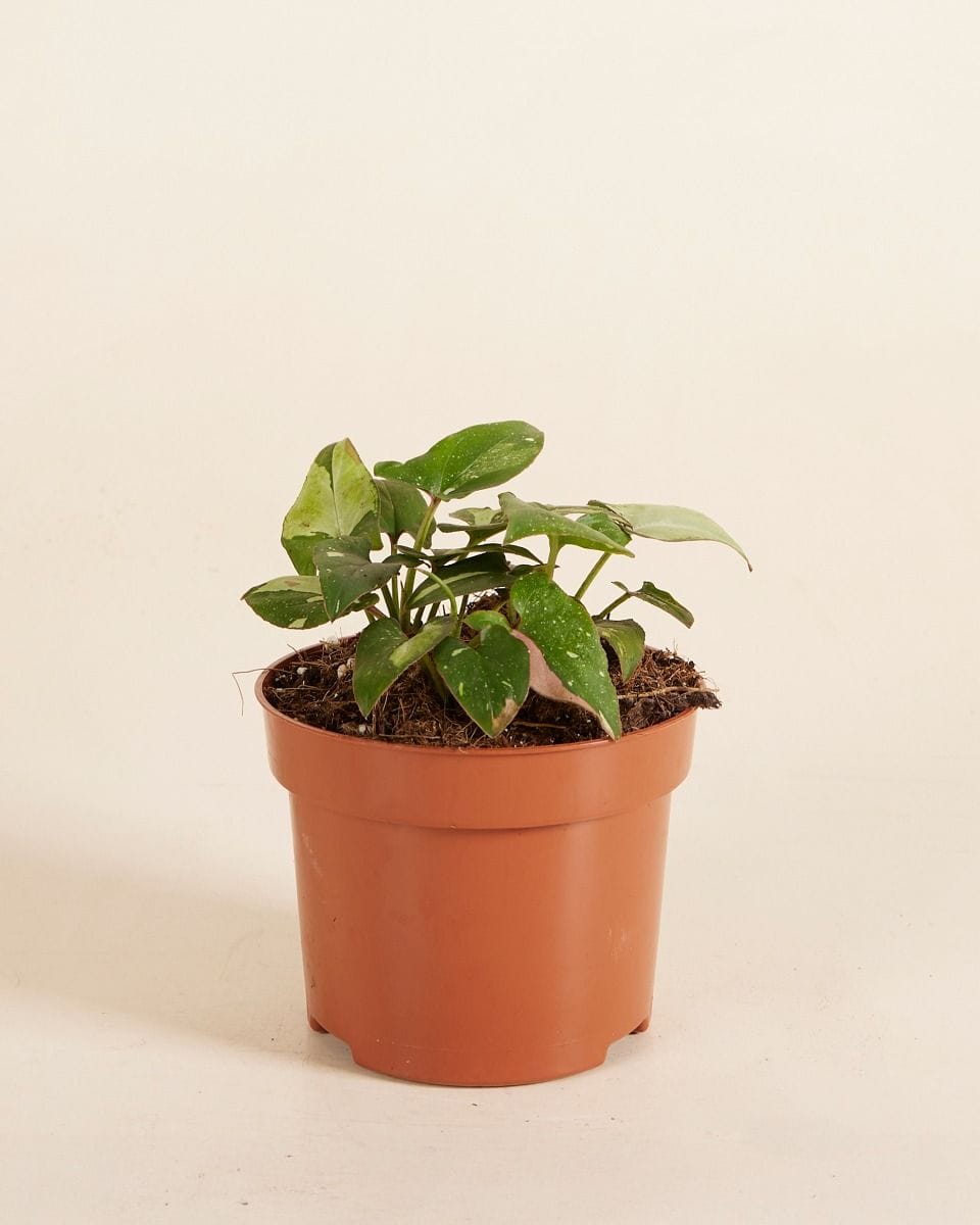 Syngonium Tricolor Red Spot