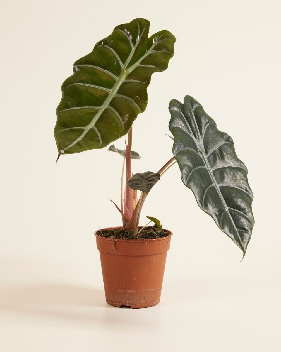 Alocasia Elephant Ears Chantrieri