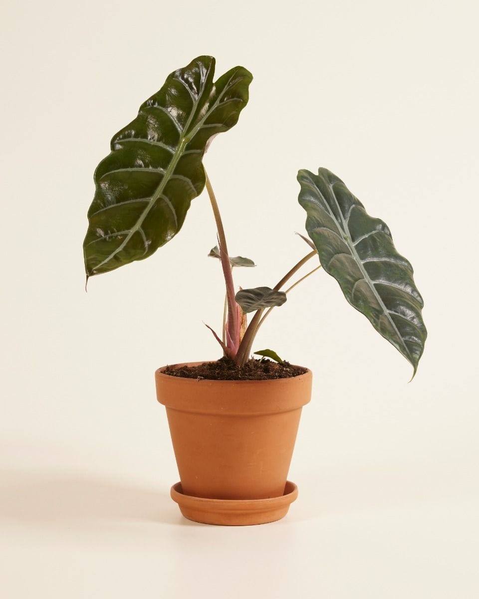 Alocasia Elephant Ears Chantrieri