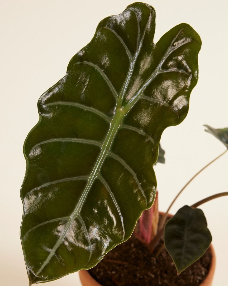 Alocasia Elephant Ears Chantrieri
