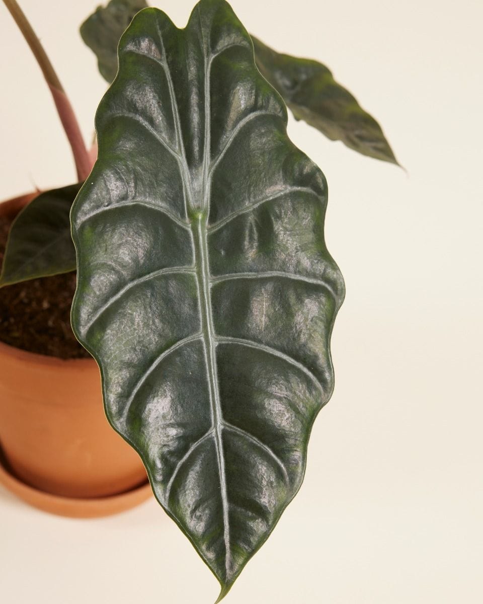 Alocasia Elephant Ears Chantrieri