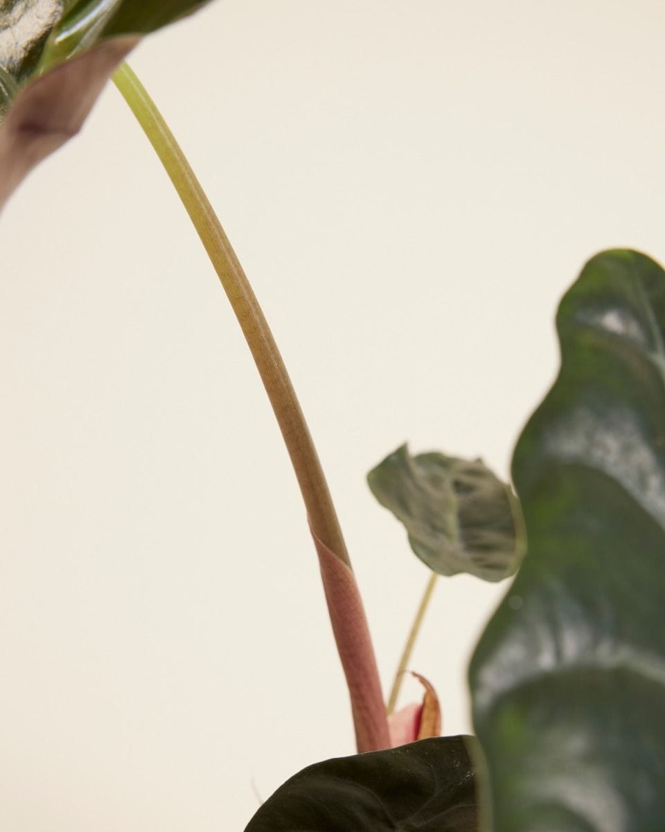 Alocasia Elephant Ears Chantrieri