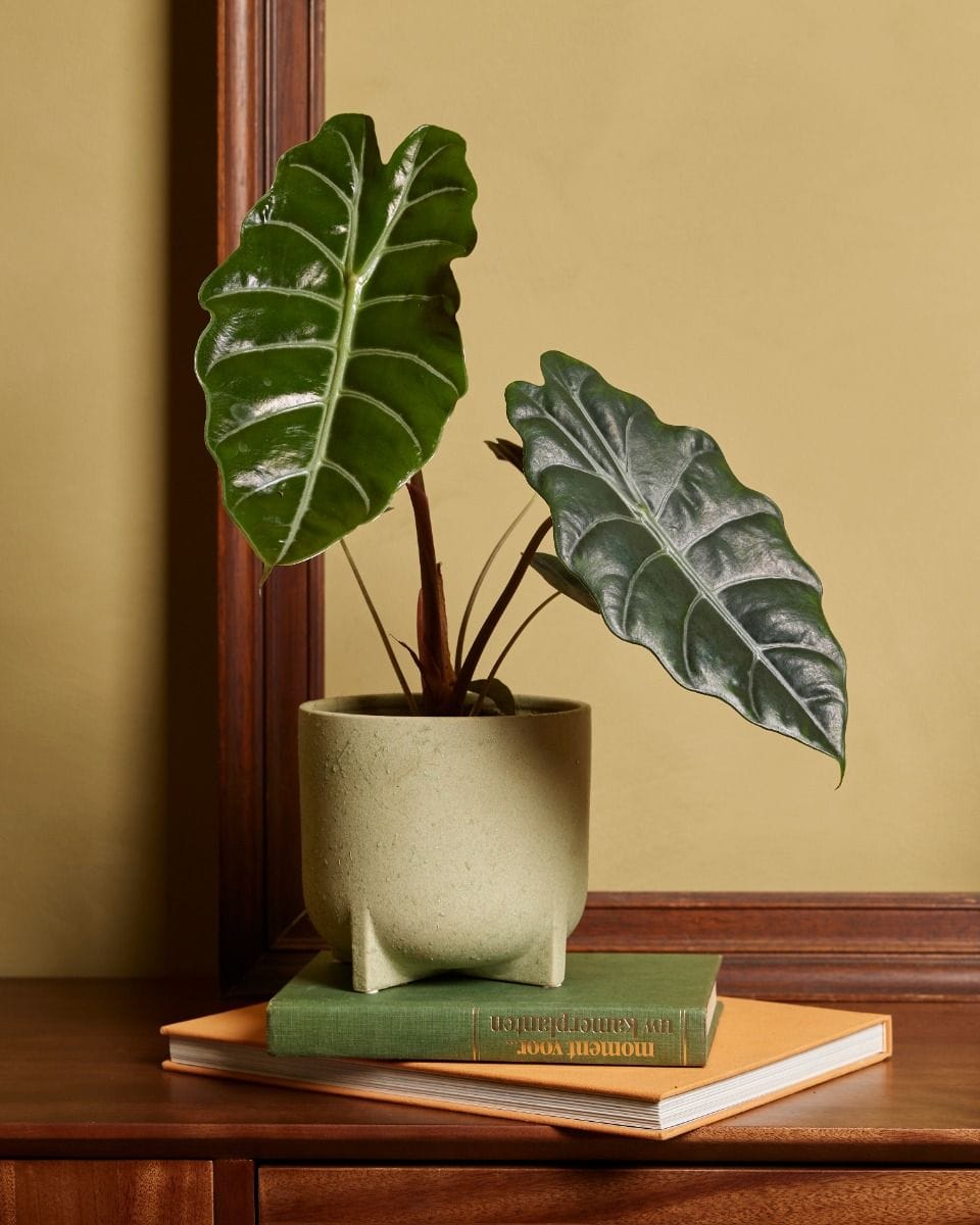 Alocasia Elephant Ears Chantrieri