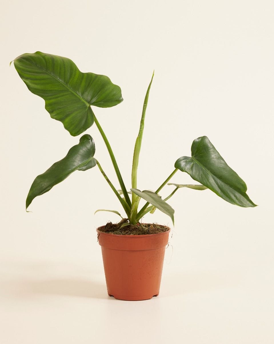 Philodendron Golden Dragon