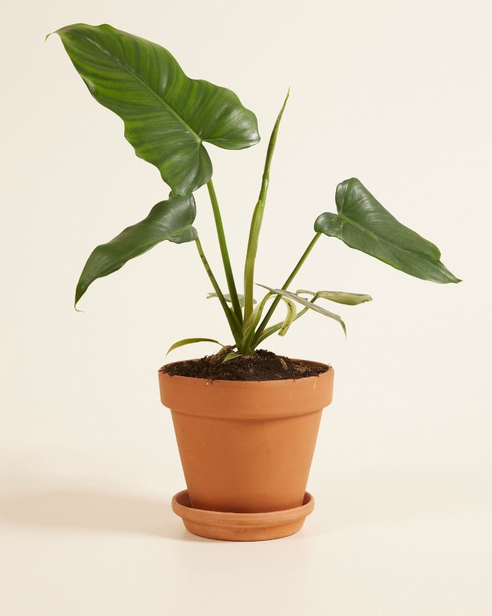 Philodendron Golden Dragon
