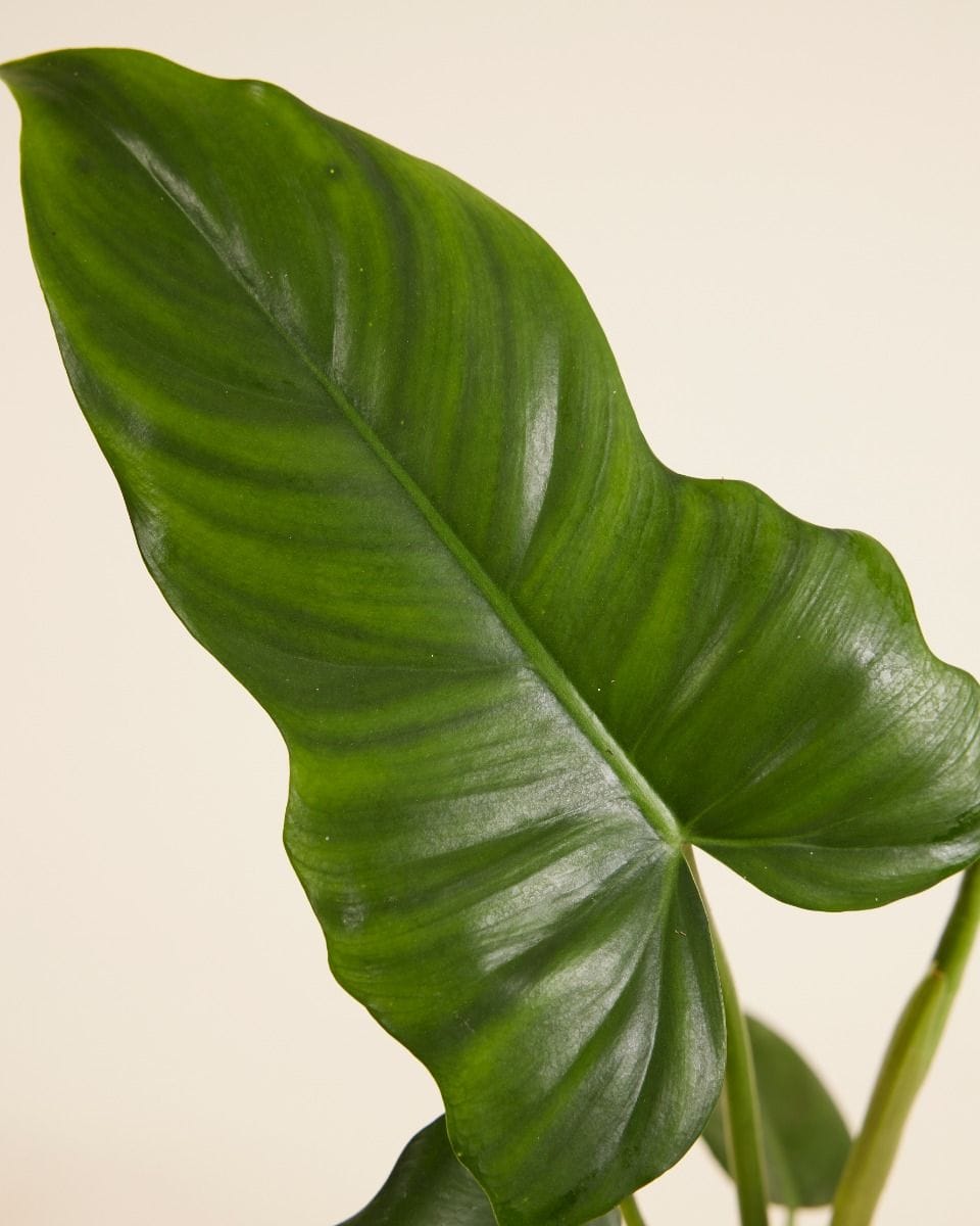 Philodendron Golden Dragon