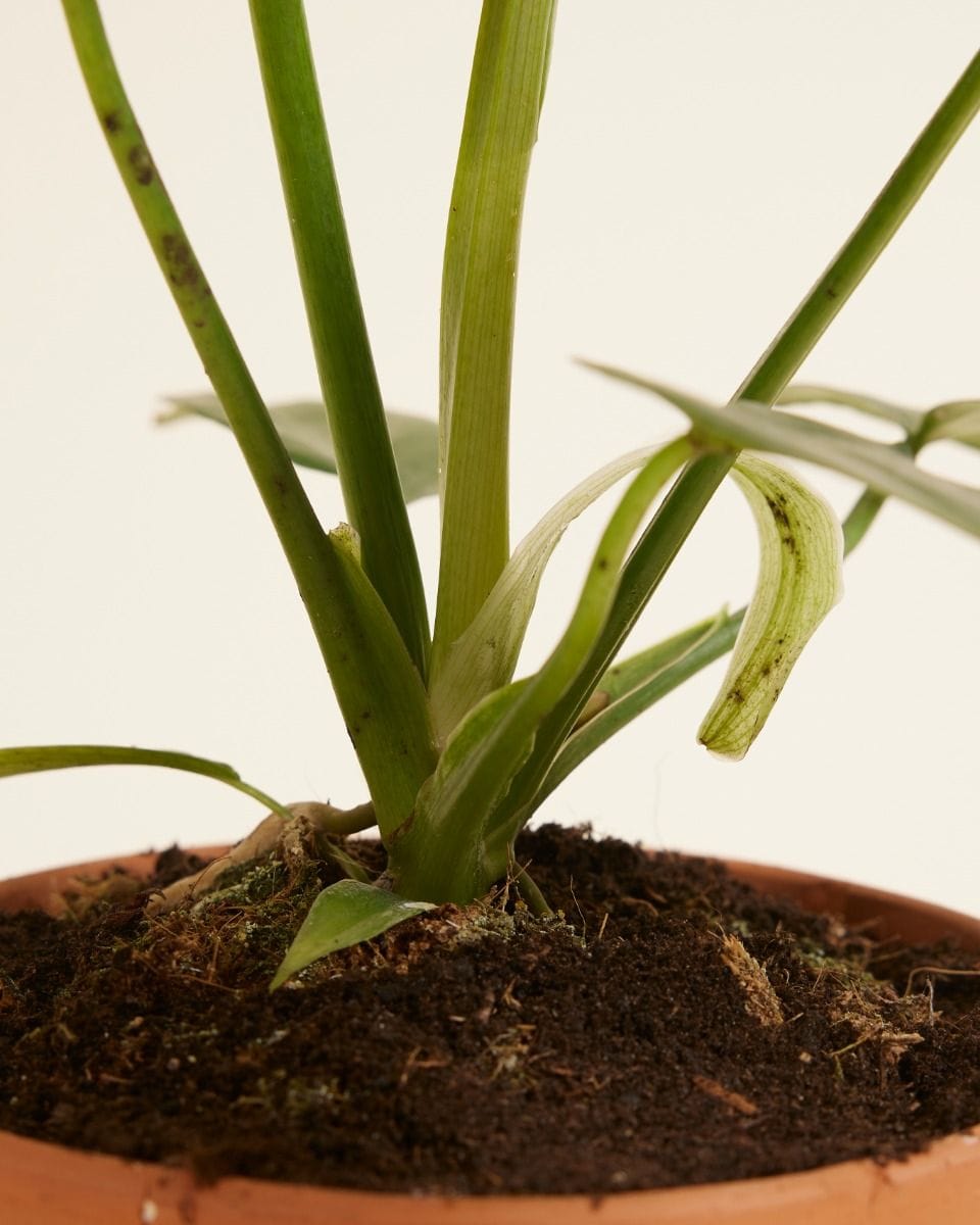 Philodendron Golden Dragon