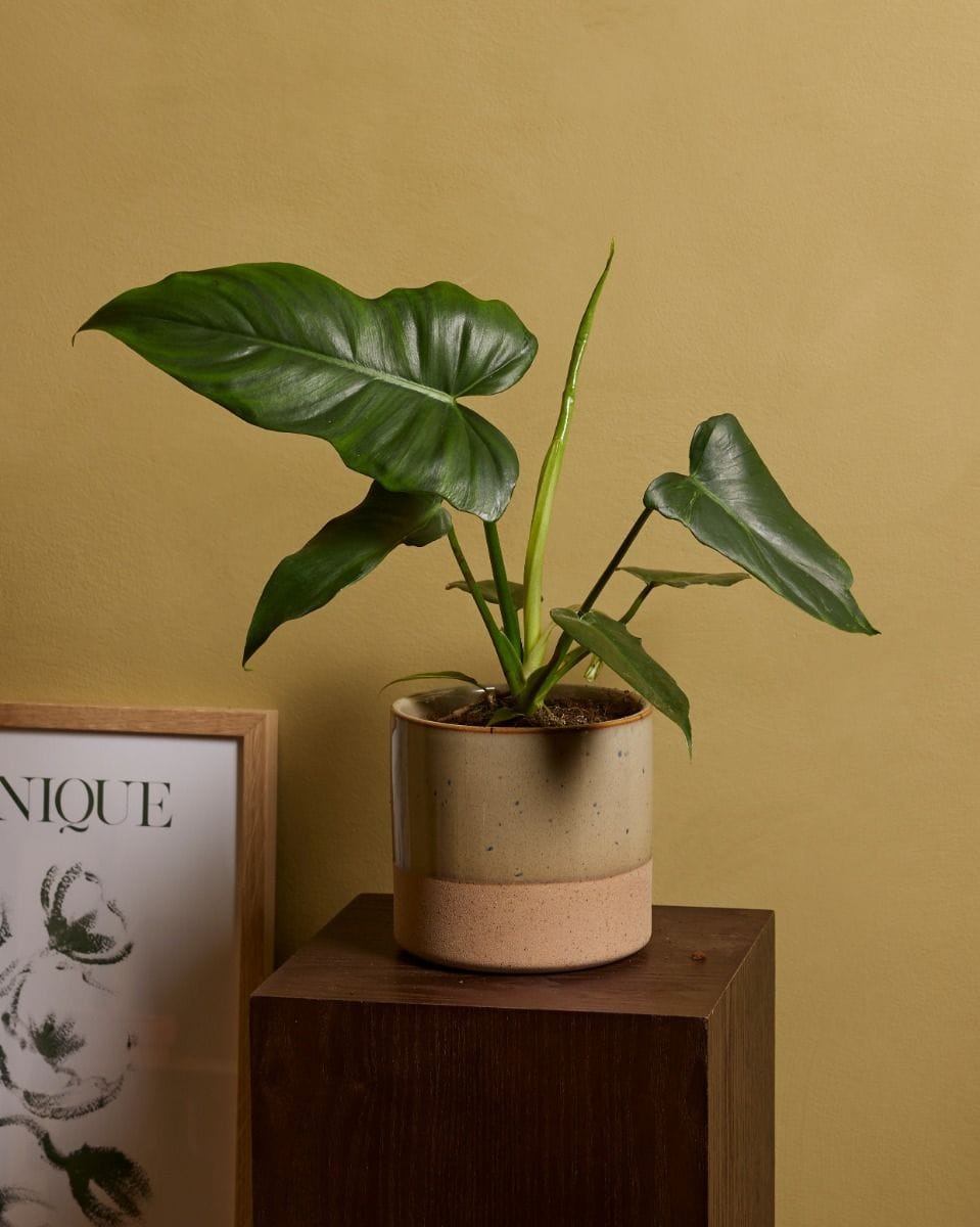 Philodendron Golden Dragon