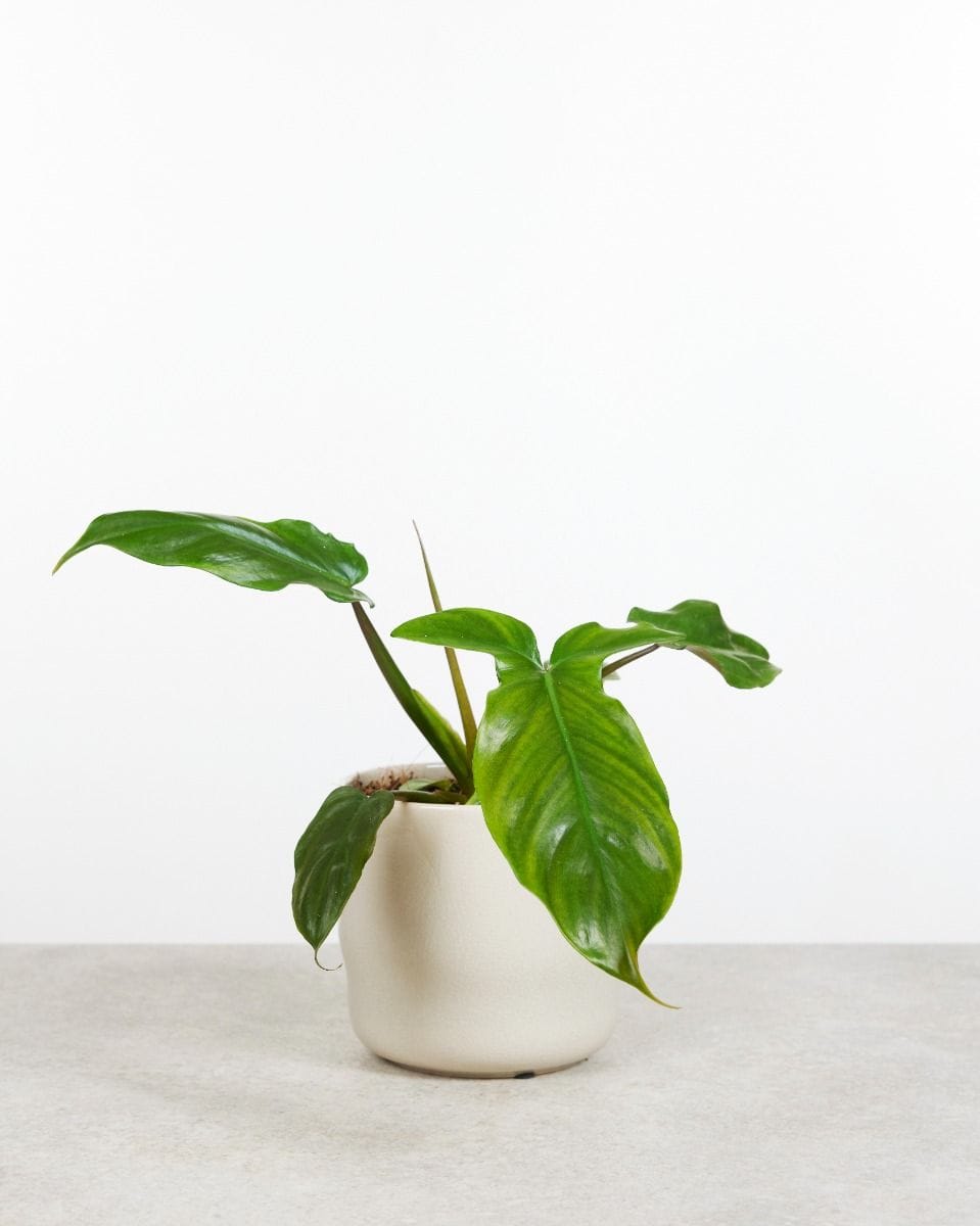 Philodendron Tripartitum