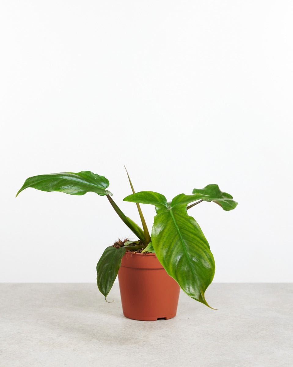 Philodendron Tripartitum