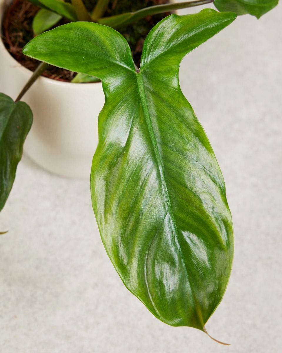 Philodendron Tripartitum