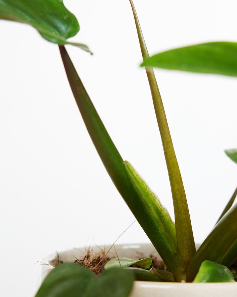 Philodendron Tripartitum