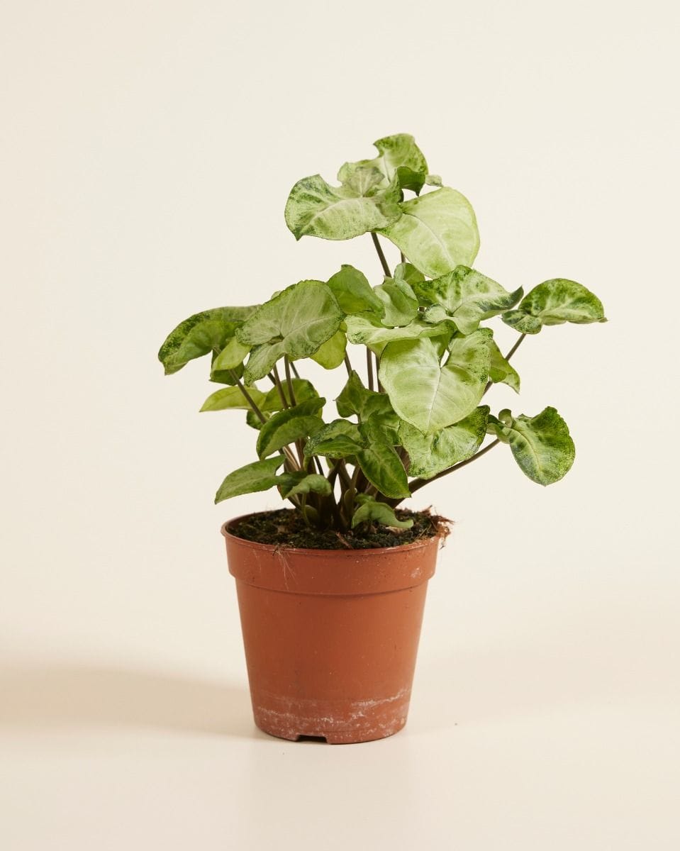Syngonium Snow Country