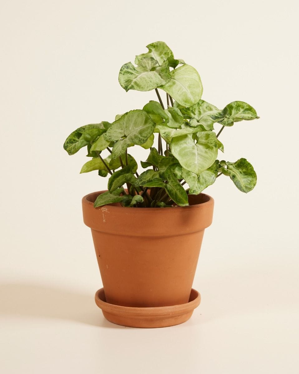 Syngonium Snow Country