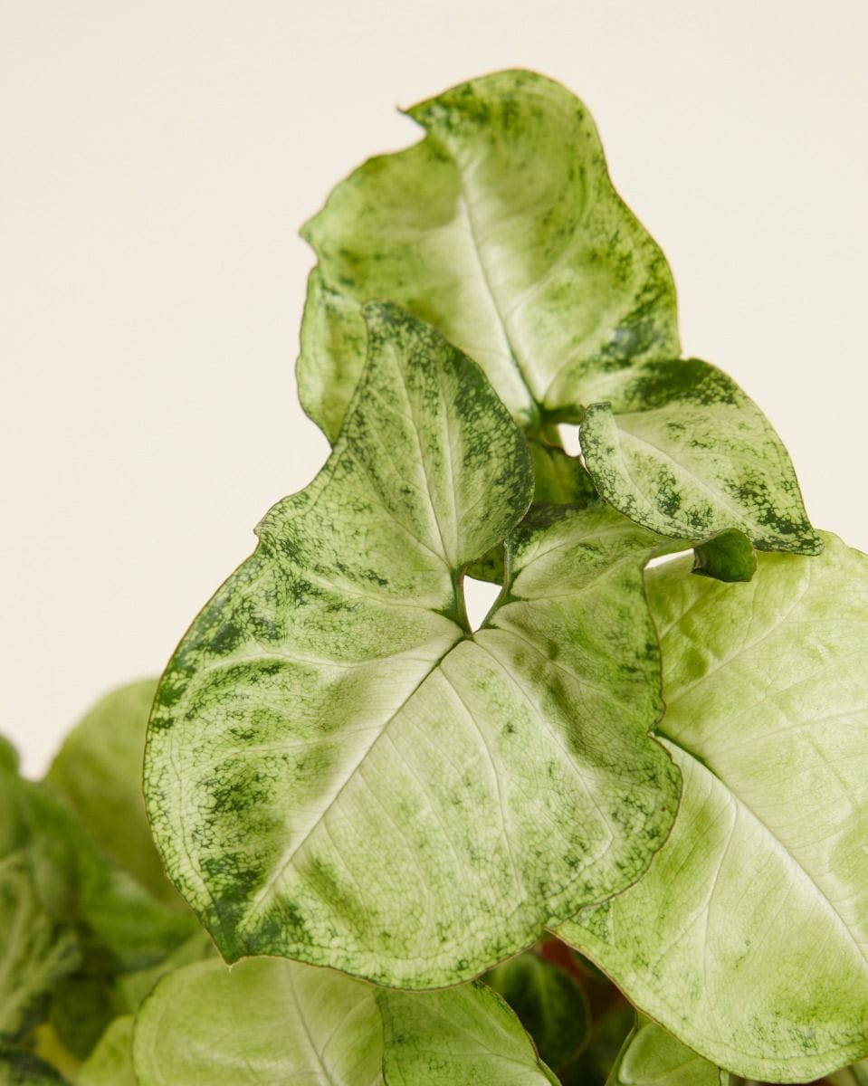 Syngonium Snow Country