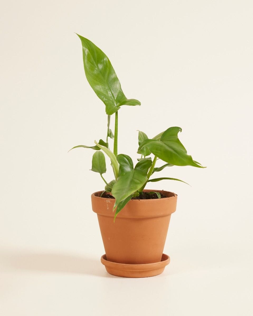 Philodendron Barrosoanum