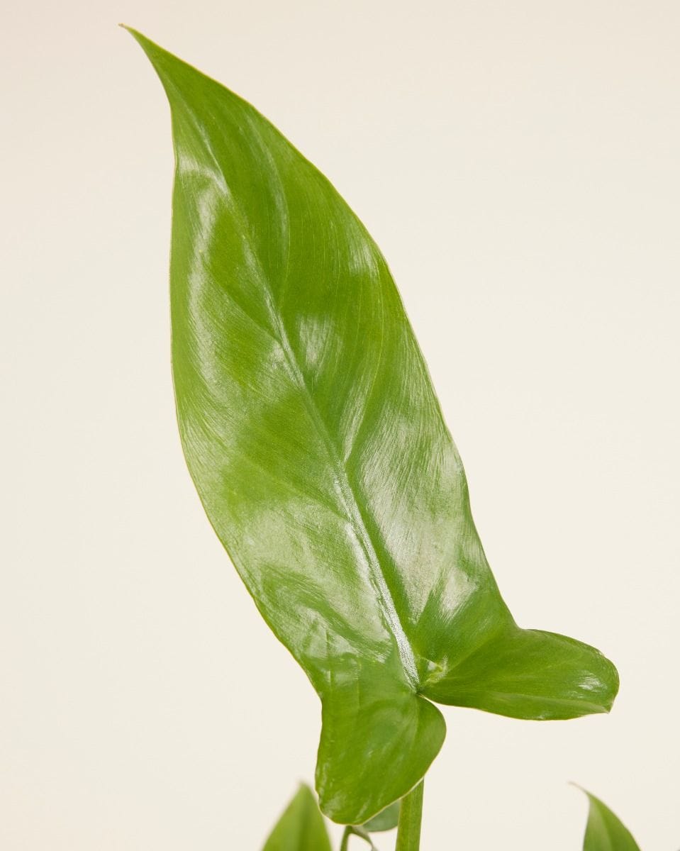 Philodendron Barrosoanum