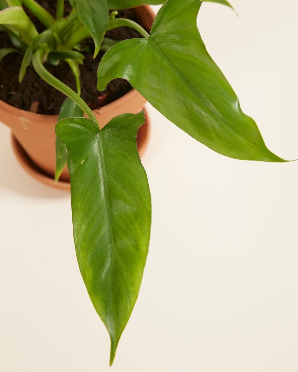 Philodendron Barrosoanum