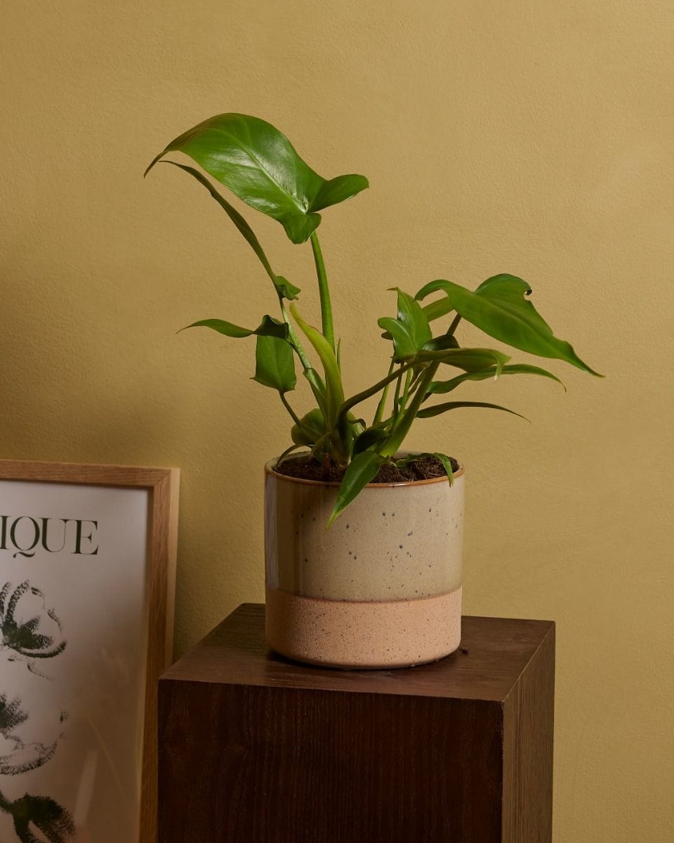 Philodendron Barrosoanum