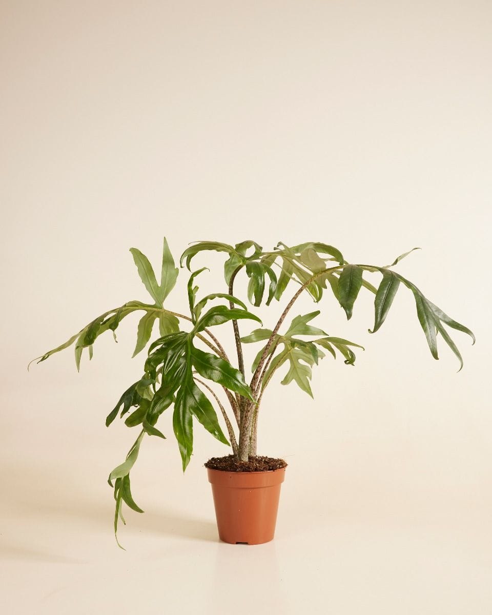Alocasia Elephant Ears Brancifolia Pink Passion