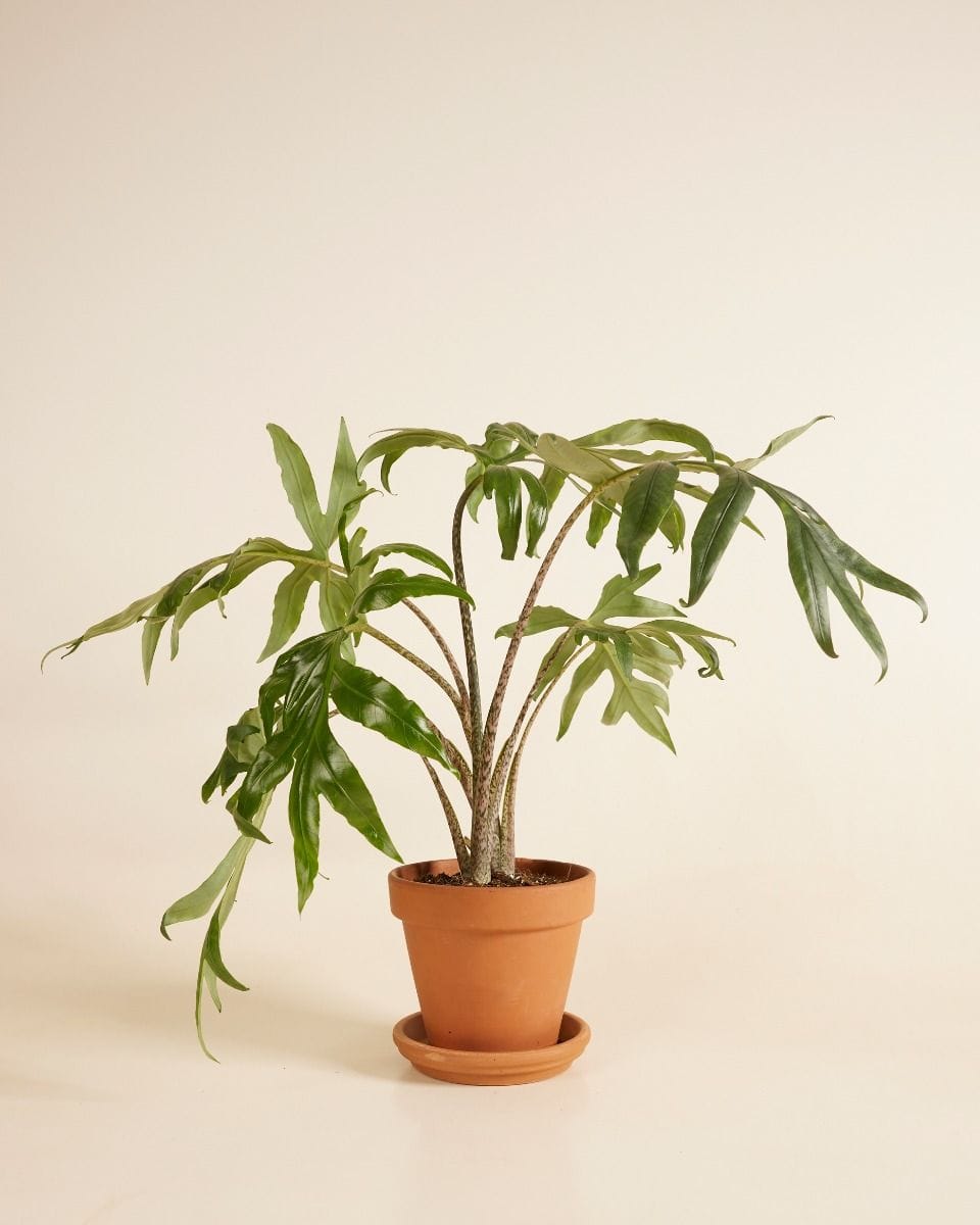 Alocasia Elephant Ears Brancifolia Pink Passion