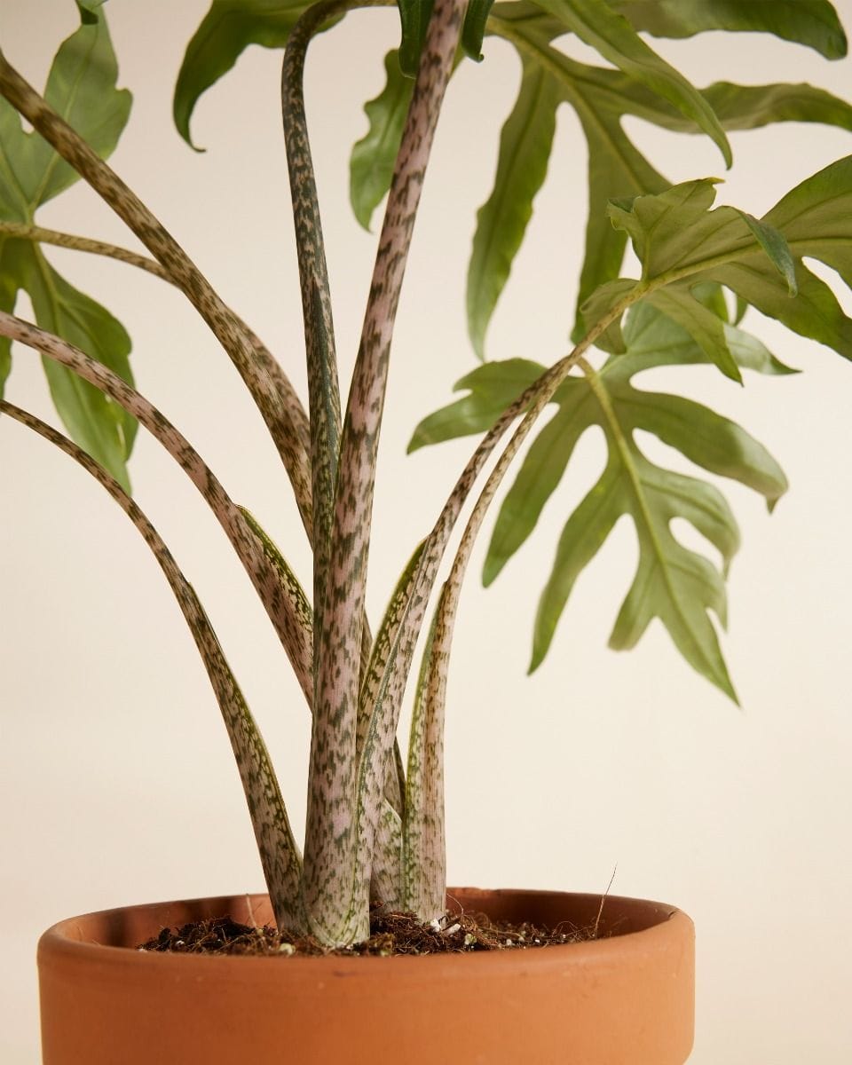 Alocasia Elephant Ears Brancifolia Pink Passion