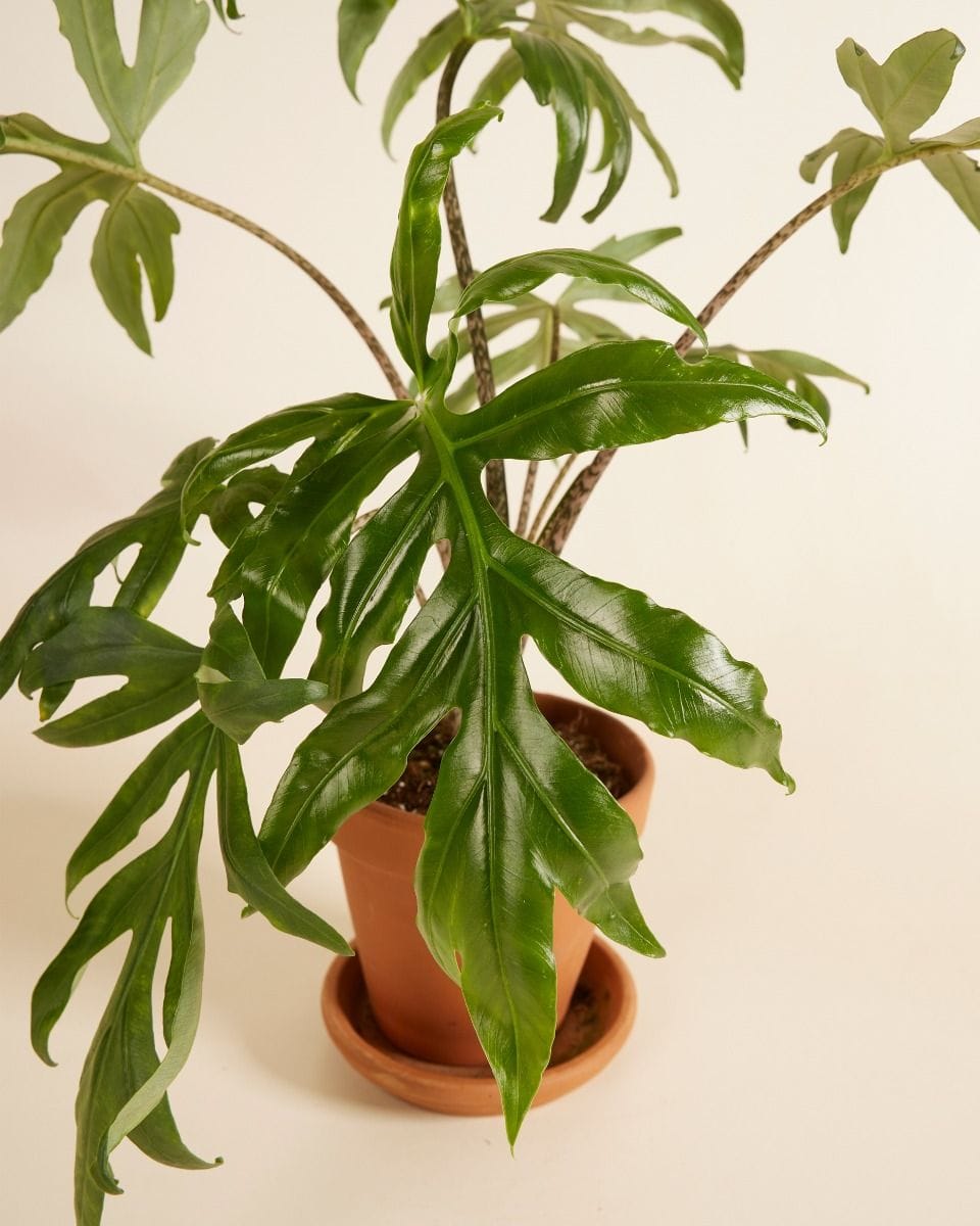 Alocasia Elephant Ears Brancifolia Pink Passion