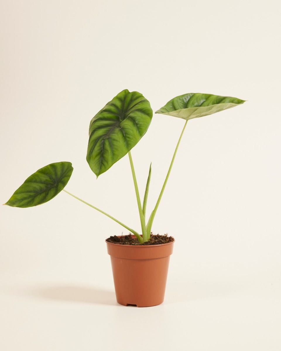 Alocasia Elephant Ears Clypeolata Green Shield