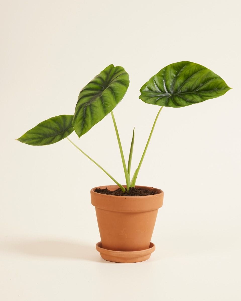 Alocasia Elephant Ears Clypeolata Green Shield