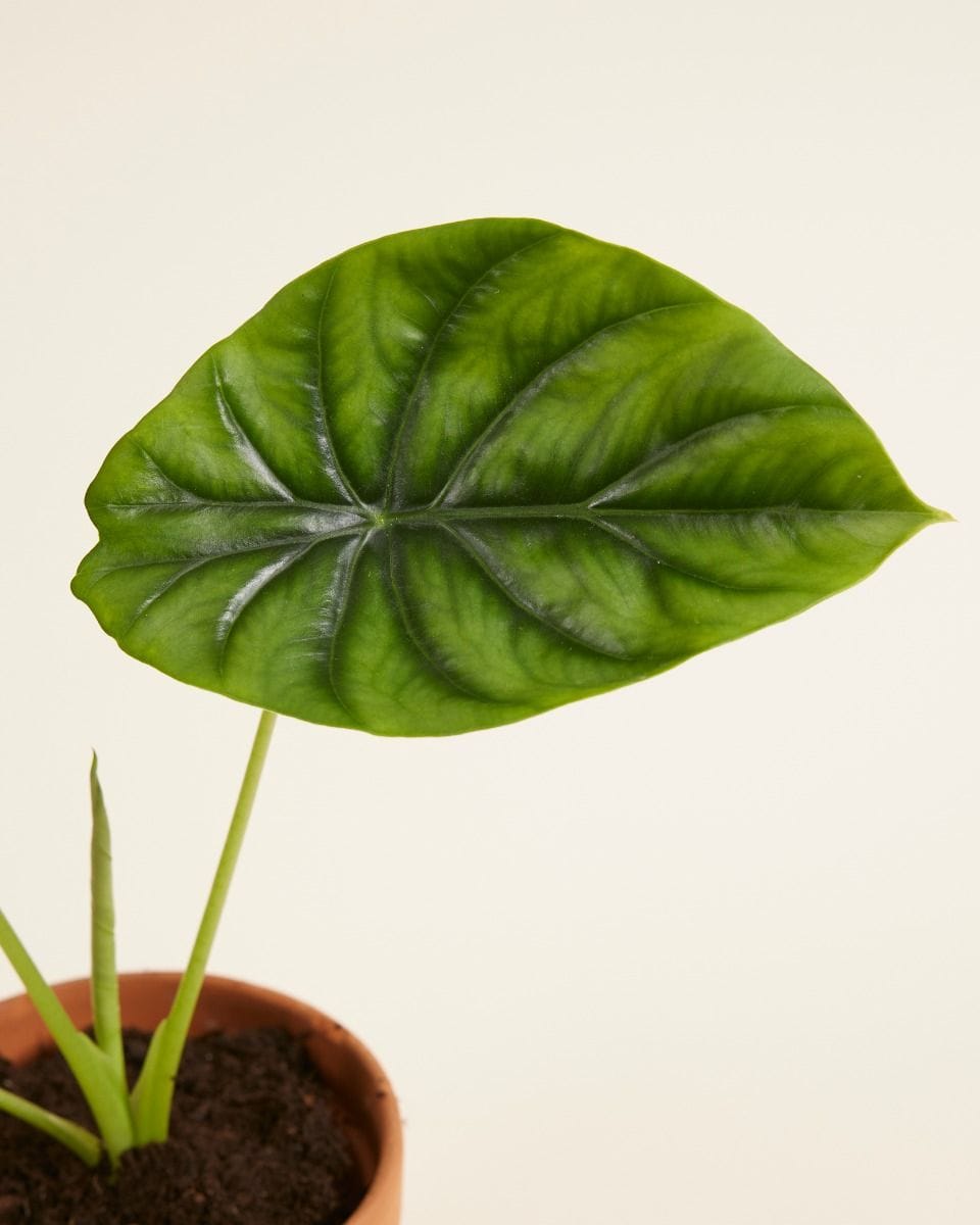 Alocasia Elephant Ears Clypeolata Green Shield