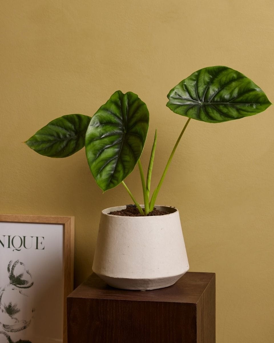 Alocasia Elephant Ears Clypeolata Green Shield