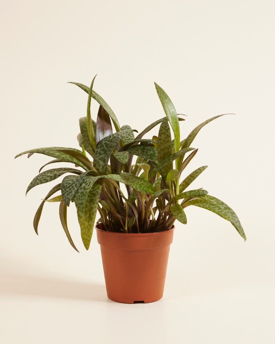 Ledebouria Socialis