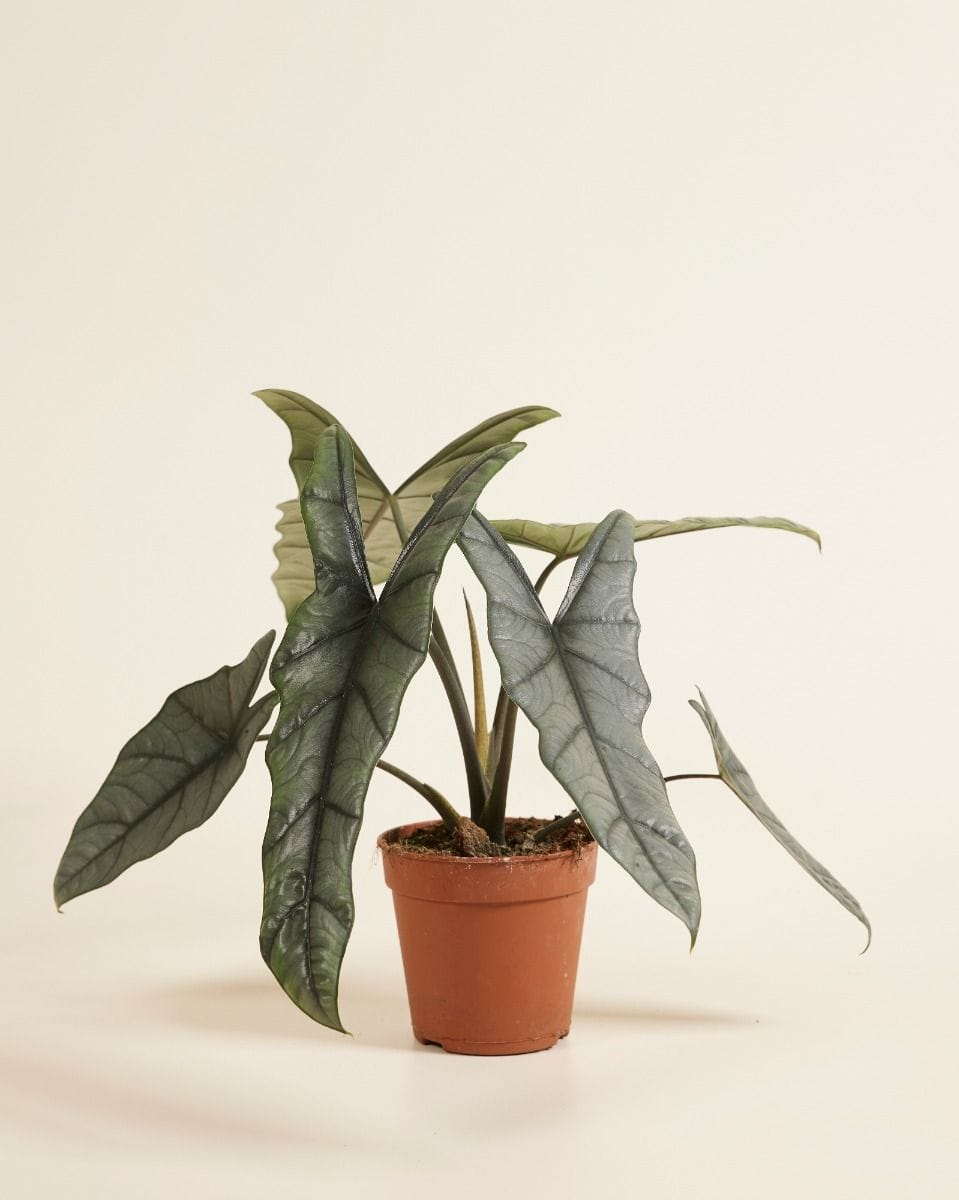 Alocasia Elephant ear  Heterophylla