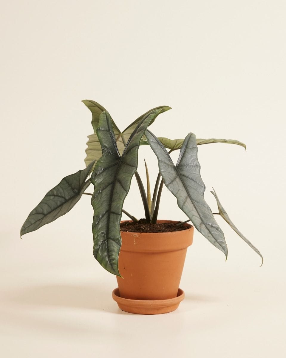 Alocasia Elephant ear  Heterophylla