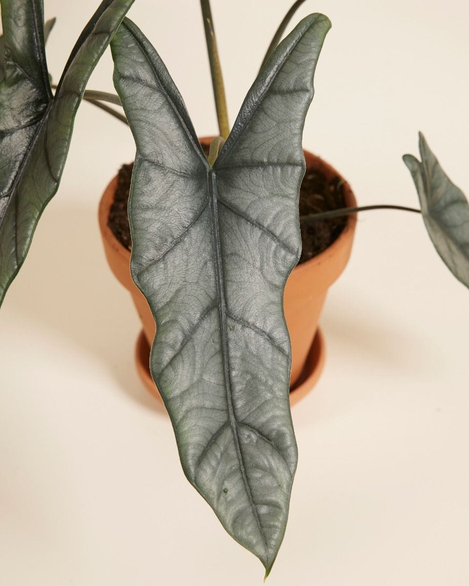 Alocasia Elephant ear  Heterophylla
