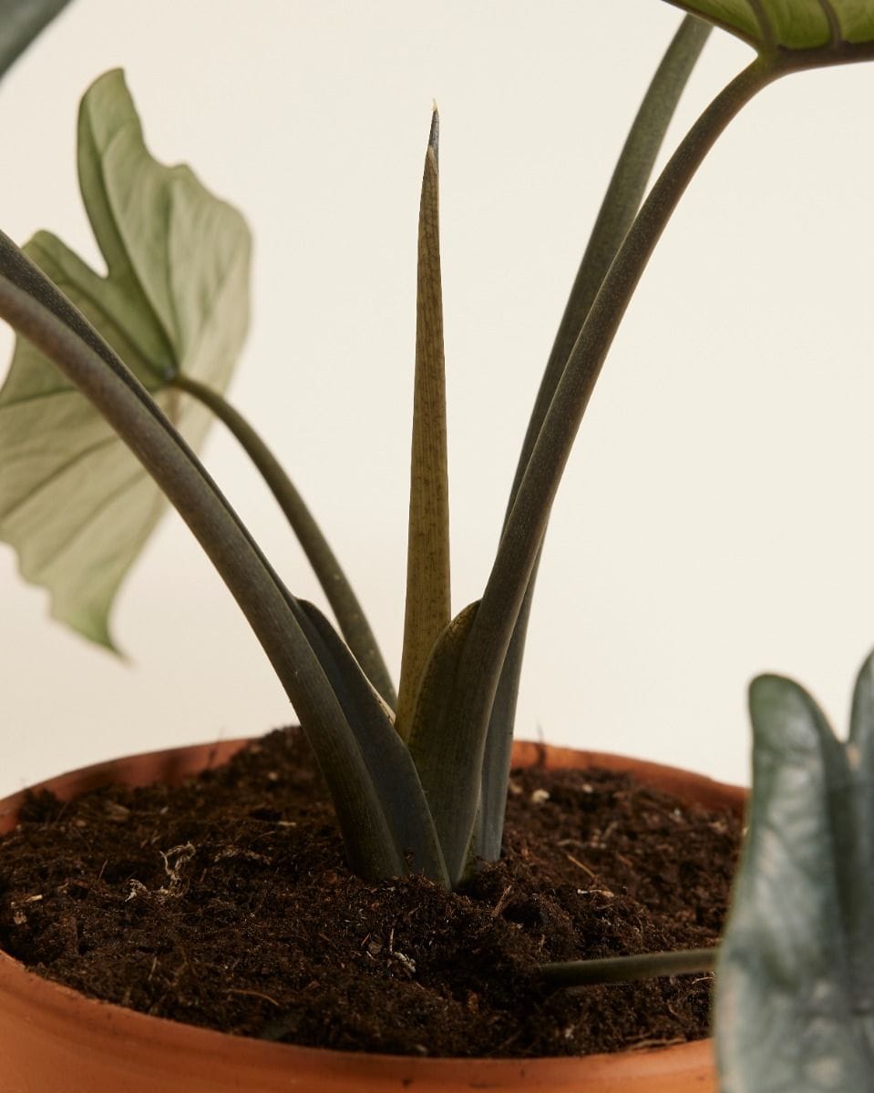 Alocasia Elephant ear  Heterophylla