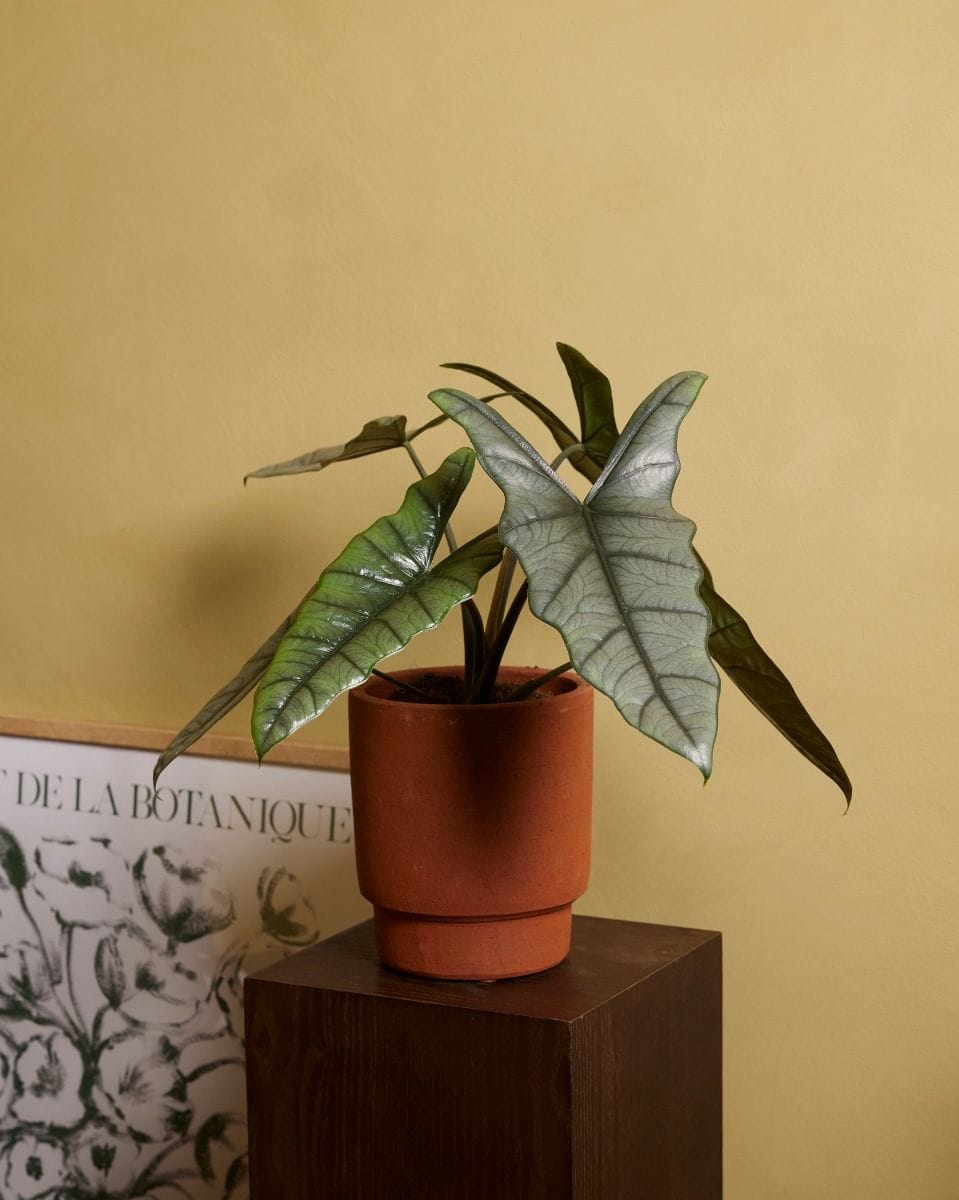 Alocasia Elephant ear  Heterophylla