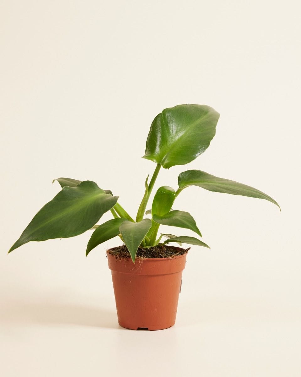 Philodendron  Pigskin Philodendron  Rugosum Aberrant