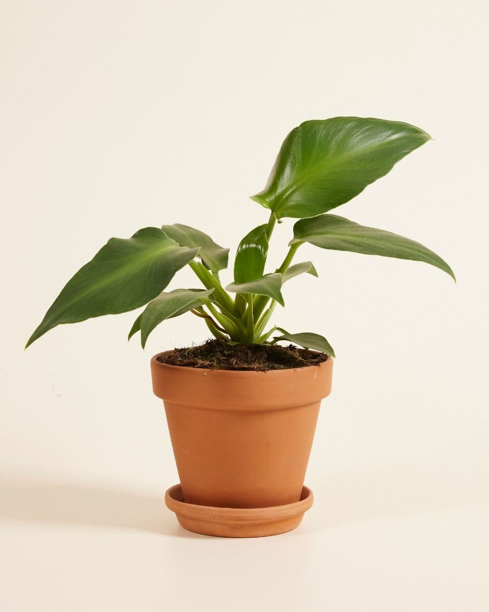 Philodendron  Pigskin Philodendron  Rugosum Aberrant