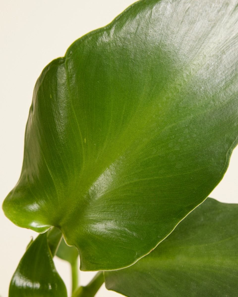 Philodendron  Pigskin Philodendron  Rugosum Aberrant