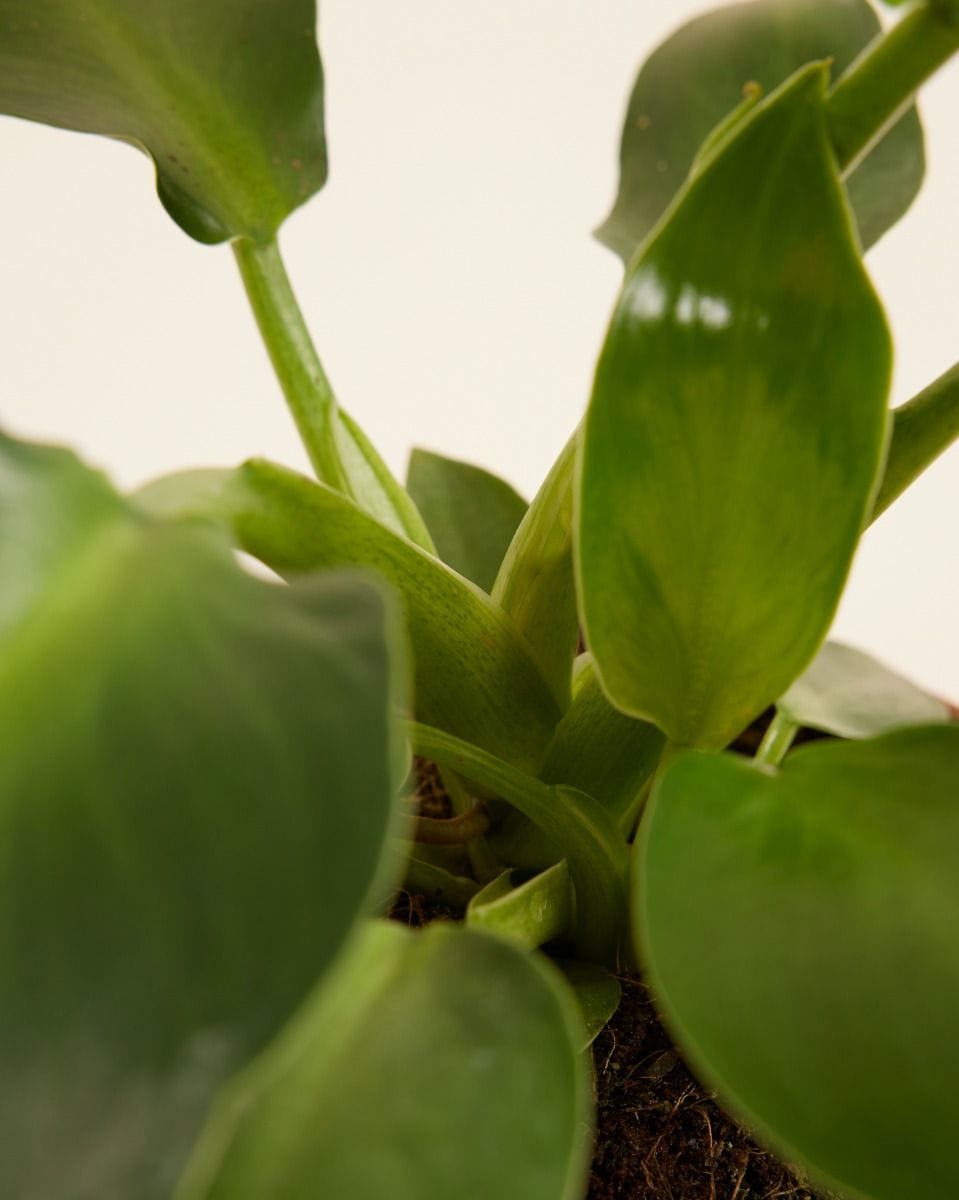 Philodendron  Pigskin Philodendron  Rugosum Aberrant