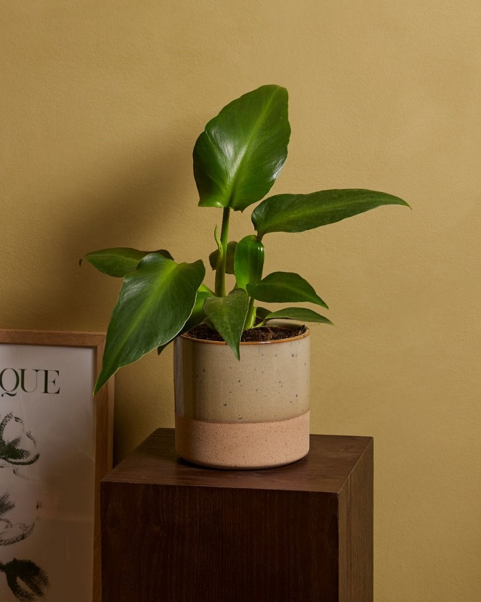 Philodendron  Pigskin Philodendron  Rugosum Aberrant