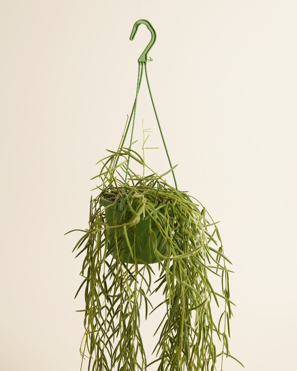 Hoya Wax Flower Linearis