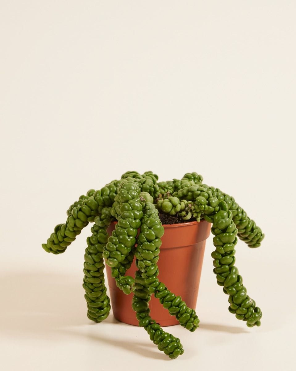 Dischidia Dischidia Nummularifolia Dragon Jade