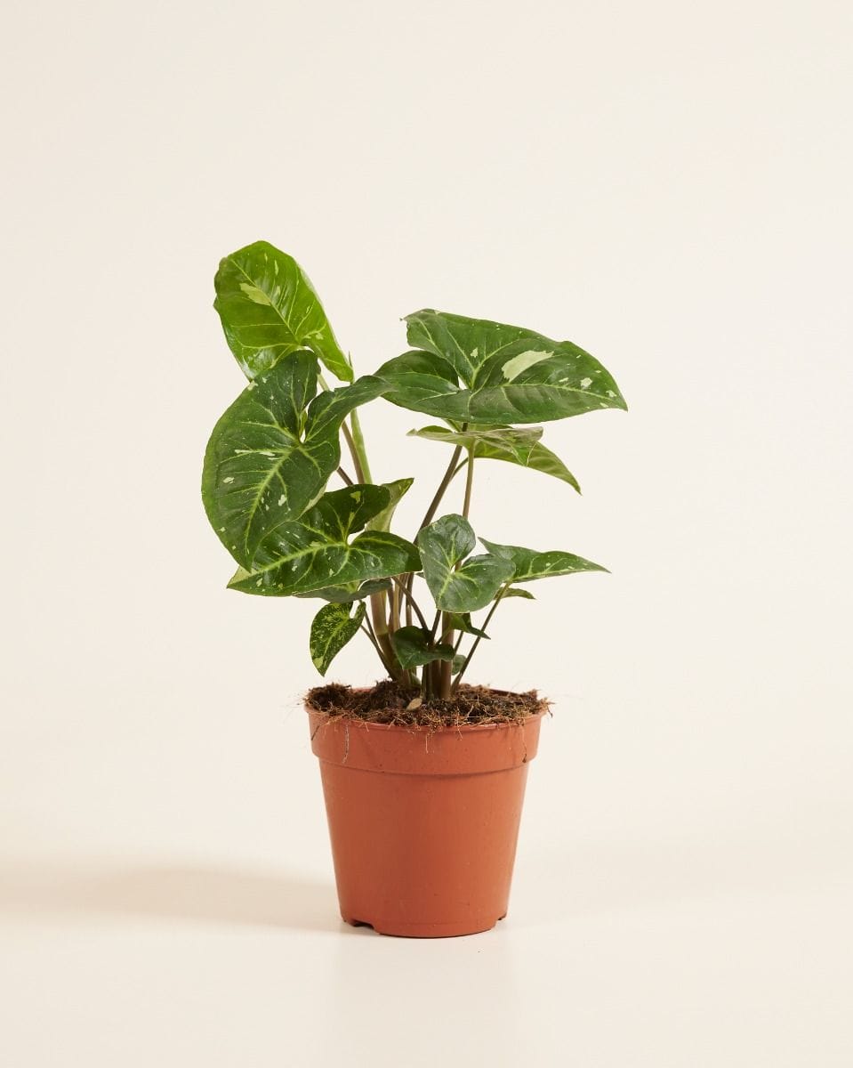 Syngonium Arrowhead Panda