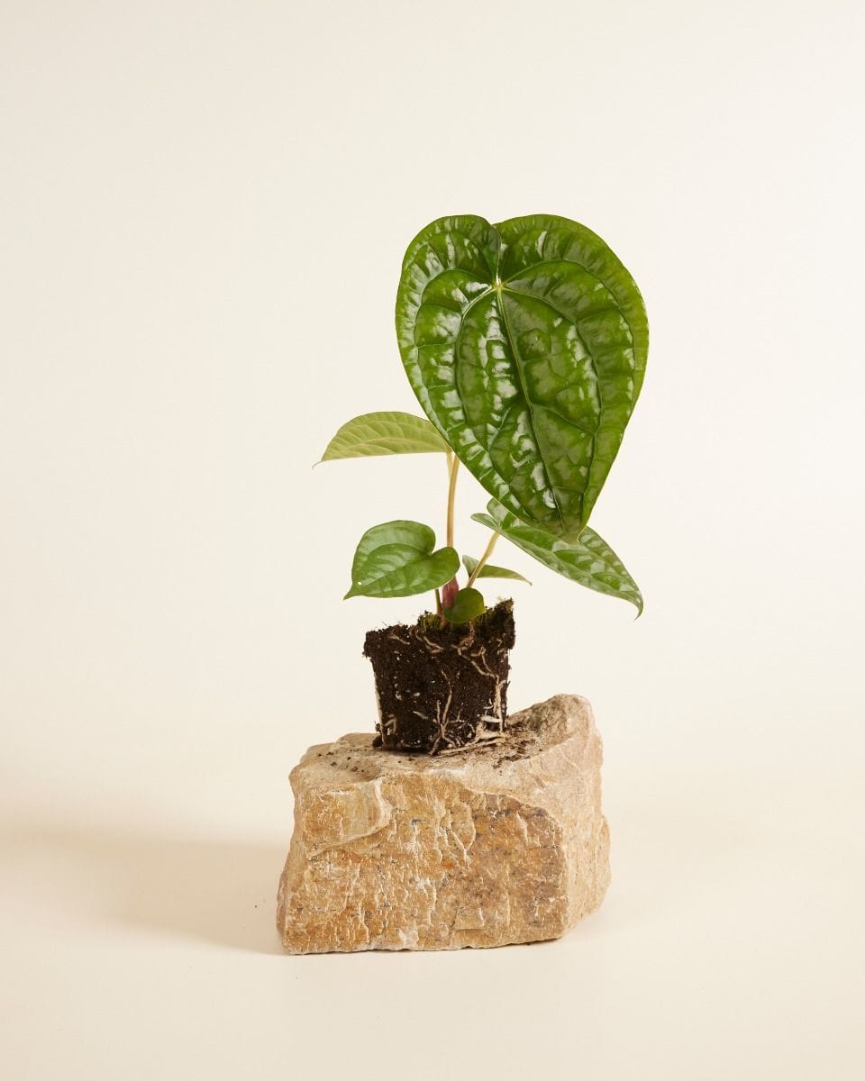 Anthurium Flamingo Plant Magnificum x Luxurians