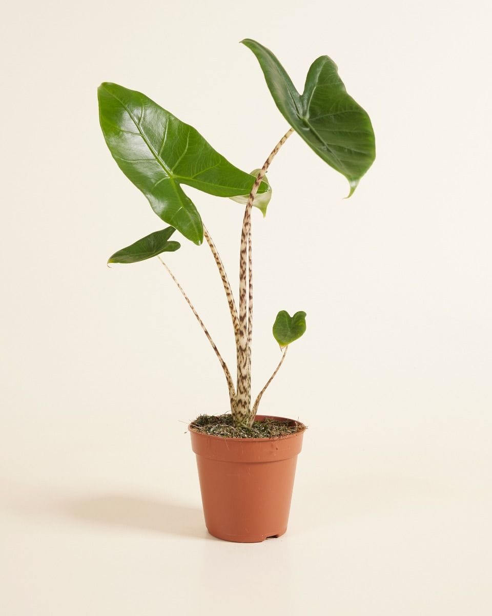 Alocasia Zebra Plant Zebrina