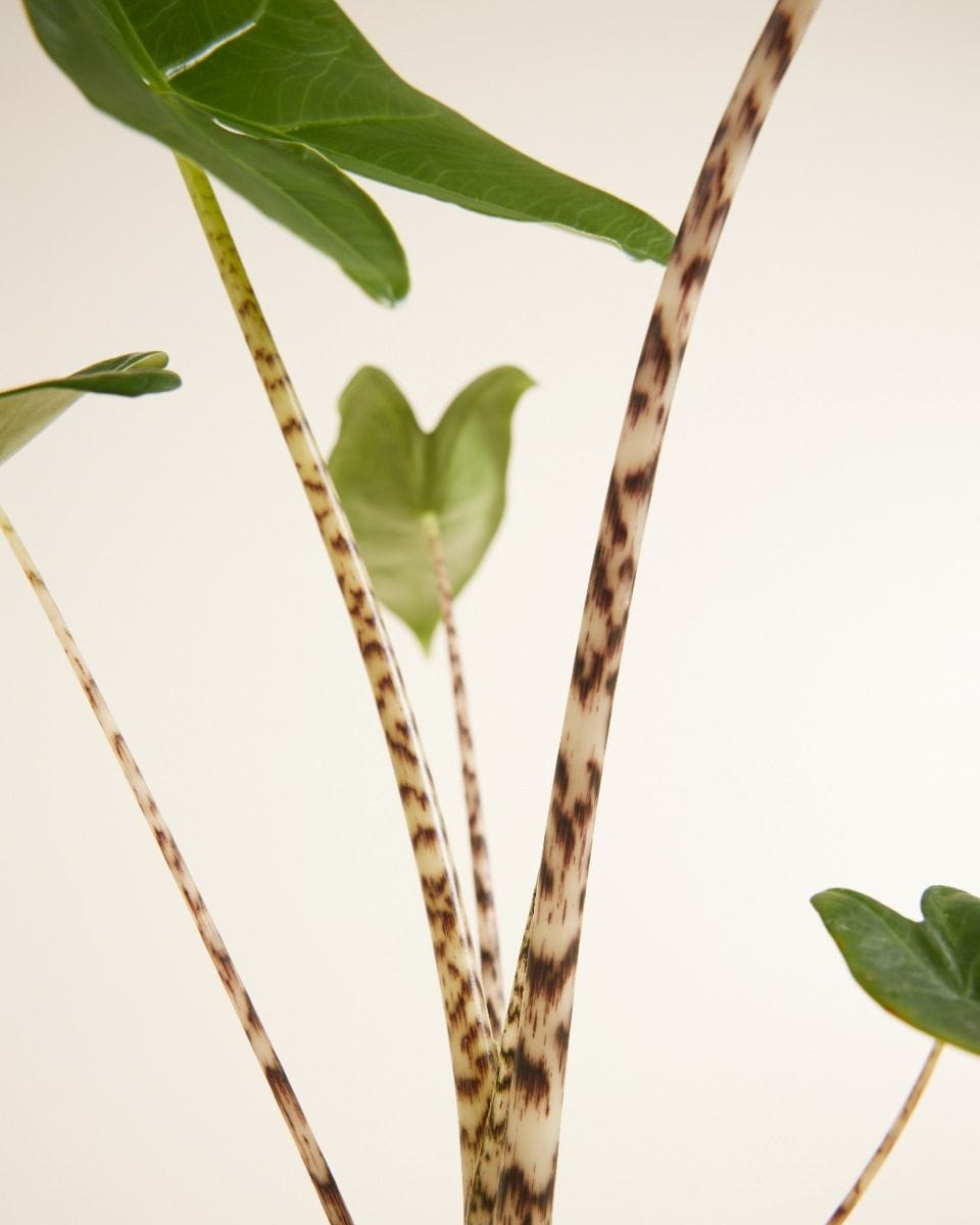 Alocasia Zebra Plant Zebrina