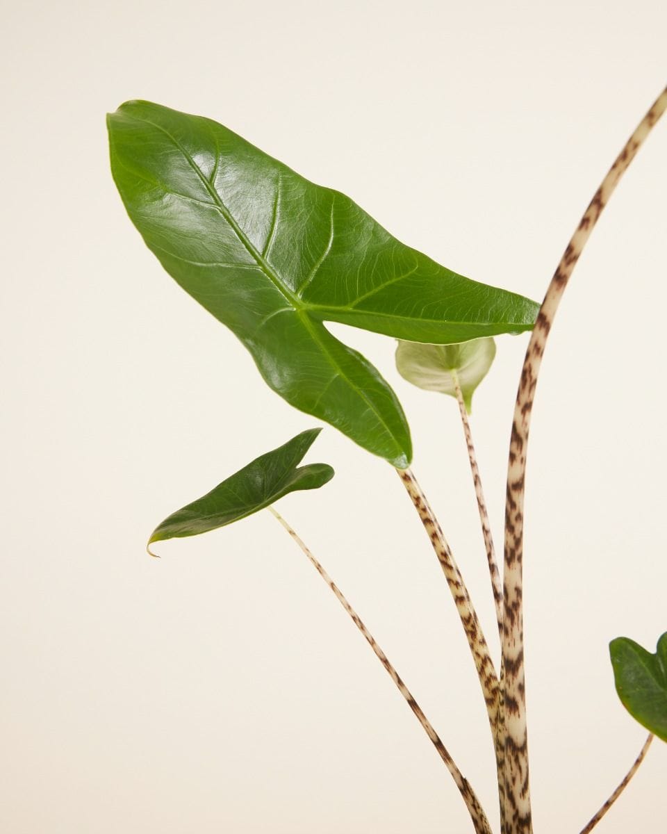Alocasia Zebra Plant Zebrina