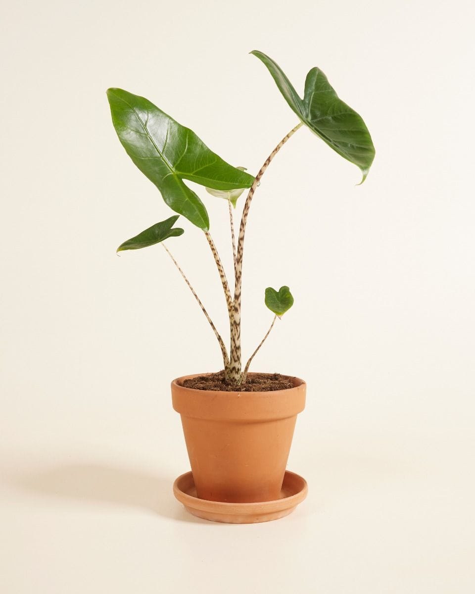 Alocasia Zebra Plant Zebrina